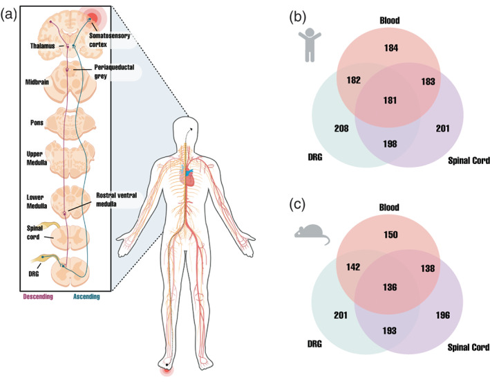 A compendium of validated pain genes.