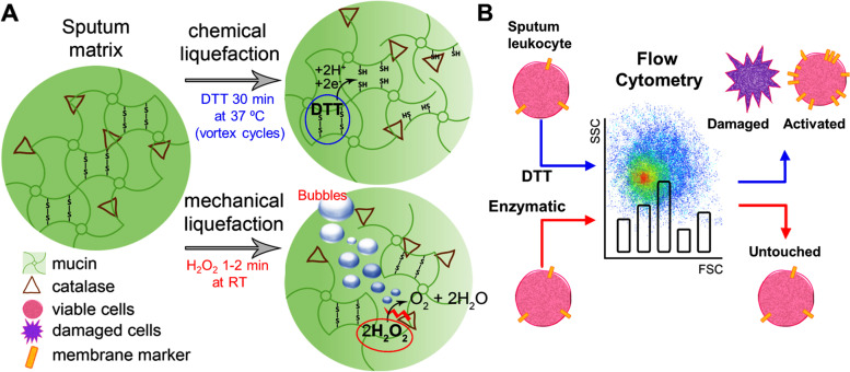 Improved cytometric analysis of untouched lung leukocytes by enzymatic liquefaction of sputum samples.