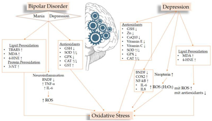 The Role of Equilibrium between Free Radicals and Antioxidants in Depression and Bipolar Disorder.