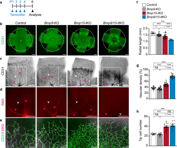 BMP10 functions independently from BMP9 for the development of a proper arteriovenous network