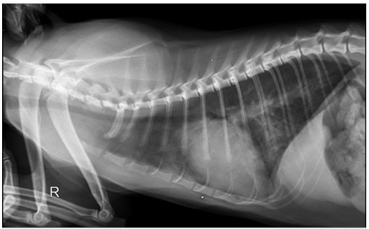 Clinical cases of infectious endocarditis in cats.