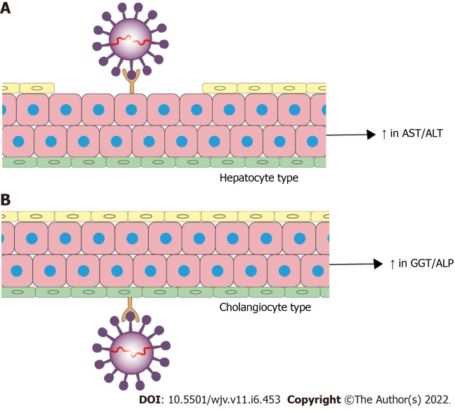 Hepatic manifestations of coronavirus disease 2019 infection: Clinical and laboratory perspective.