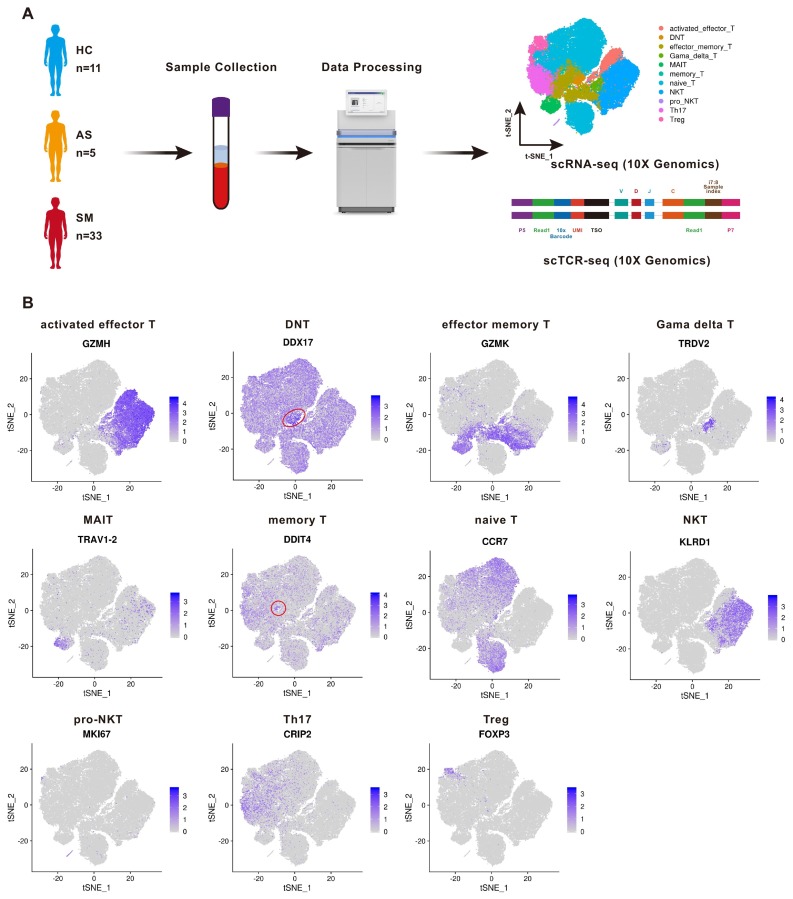 Identification of TCR repertoires in asymptomatic COVID-19 patients by single-cell T-cell receptor sequencing