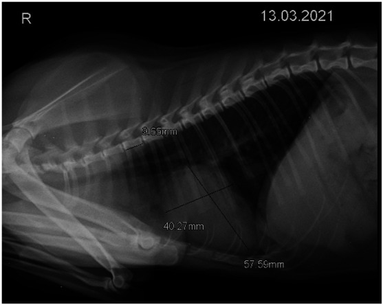 Clinical cases of infectious endocarditis in cats.