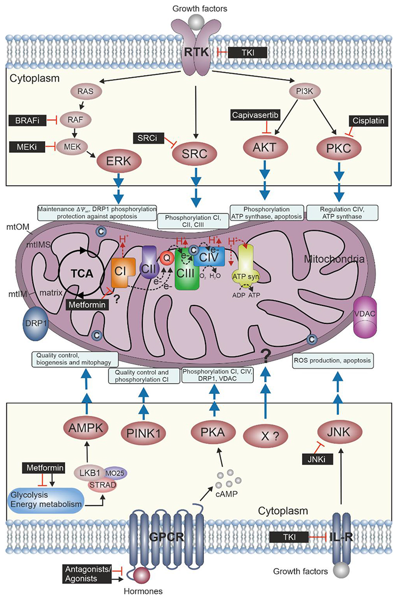 Kinase perturbations redirect mitochondrial function in cancer.