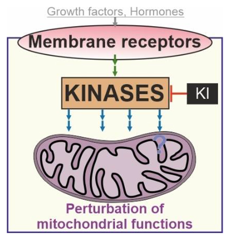 Kinase perturbations redirect mitochondrial function in cancer.