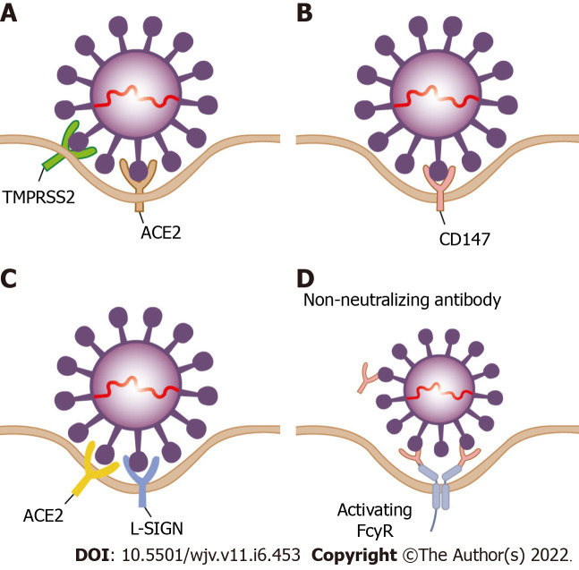 Hepatic manifestations of coronavirus disease 2019 infection: Clinical and laboratory perspective.