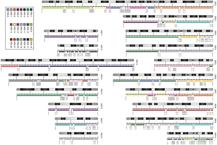 Humanising and dehumanising pigs in genomic and transplantation research.