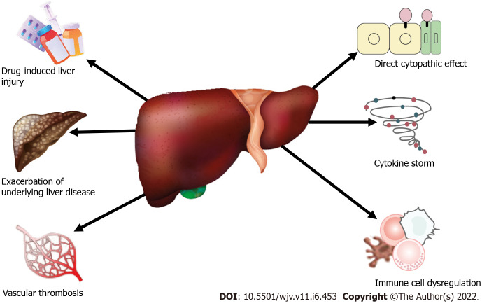 Hepatic manifestations of coronavirus disease 2019 infection: Clinical and laboratory perspective.