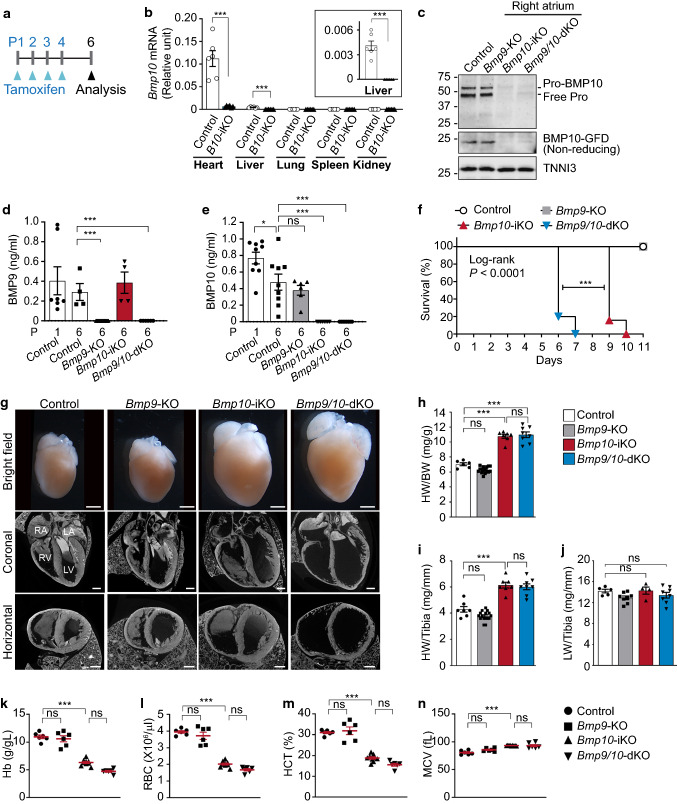 BMP10 functions independently from BMP9 for the development of a proper arteriovenous network