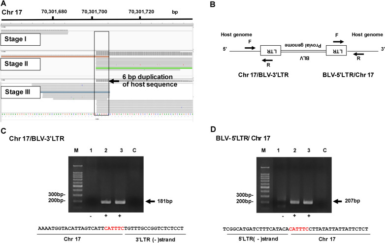 Visualization of clonal expansion after massive depletion of cells carrying the bovine leukemia virus (BLV) integration sites during the course of disease progression in a BLV naturally-infected cow: a case report.