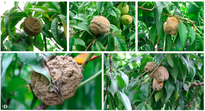 Morphological and Molecular Identification of Peach Brown Rot Disease in Tibet and Exploration of the Biocontrol Efficiency of <i>Trichoderma</i>.