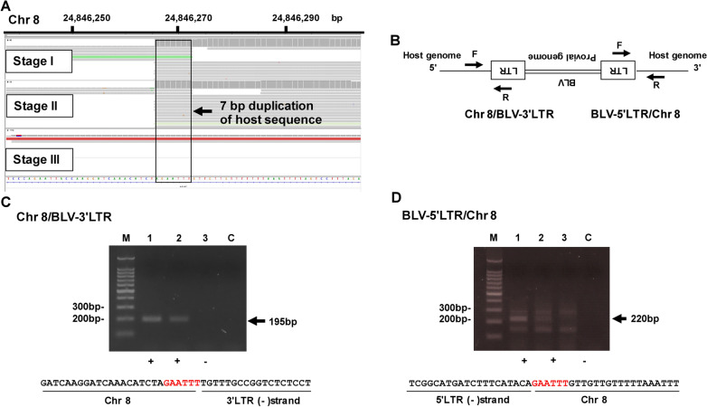 Visualization of clonal expansion after massive depletion of cells carrying the bovine leukemia virus (BLV) integration sites during the course of disease progression in a BLV naturally-infected cow: a case report.