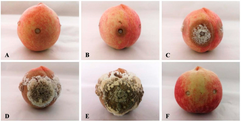 Morphological and Molecular Identification of Peach Brown Rot Disease in Tibet and Exploration of the Biocontrol Efficiency of <i>Trichoderma</i>.