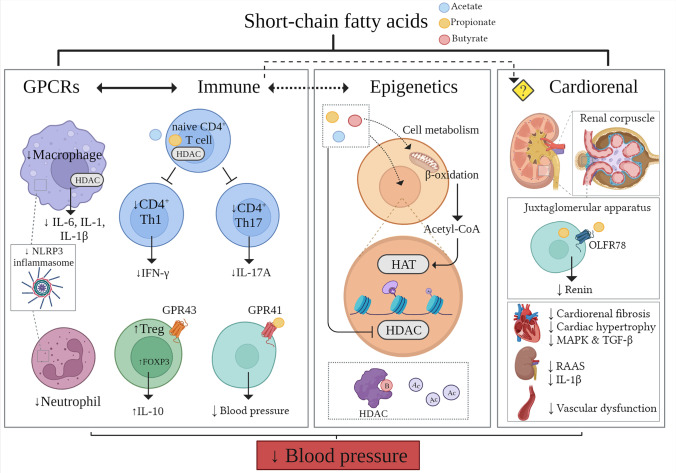 How Dietary Fibre, Acting via the Gut Microbiome, Lowers Blood Pressure.