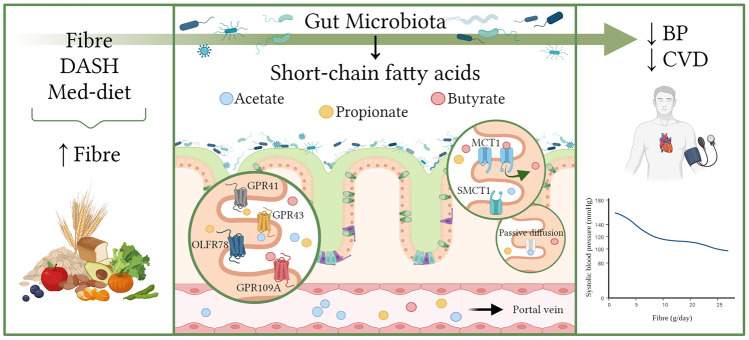 How Dietary Fibre, Acting via the Gut Microbiome, Lowers Blood Pressure.