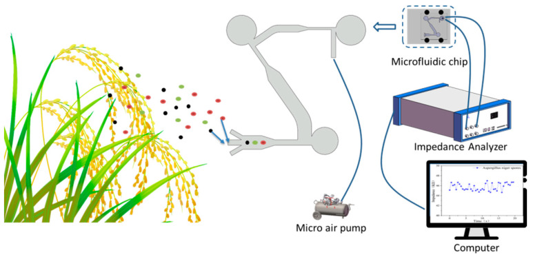 A Detection Method for Crop Fungal Spores Based on Microfluidic Separation Enrichment and AC Impedance Characteristics.