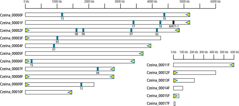 IMA genome‑F17 : Draft genome sequences of an Armillaria species from Zimbabwe, Ceratocystis colombiana, Elsinoë necatrix, Rosellinia necatrix, two genomes of Sclerotinia minor, short‑read genome assemblies and annotations of four Pyrenophora teres isolates from barley grass, and a long-read genome assembly of Cercospora zeina.