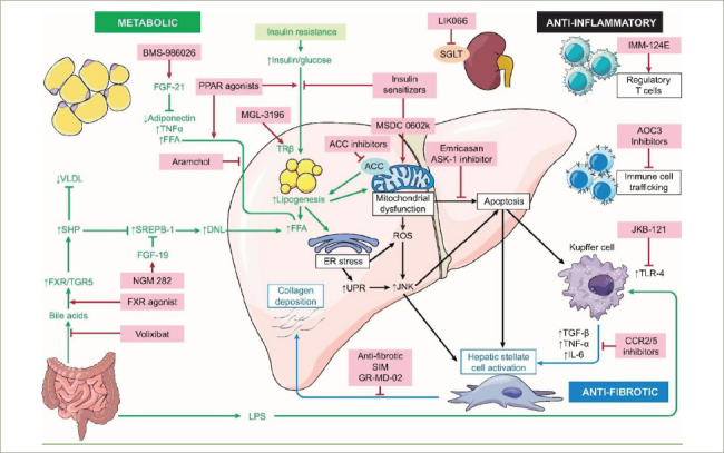 Advances and Emerging Therapies in the Treatment of Non-alcoholic Steatohepatitis.