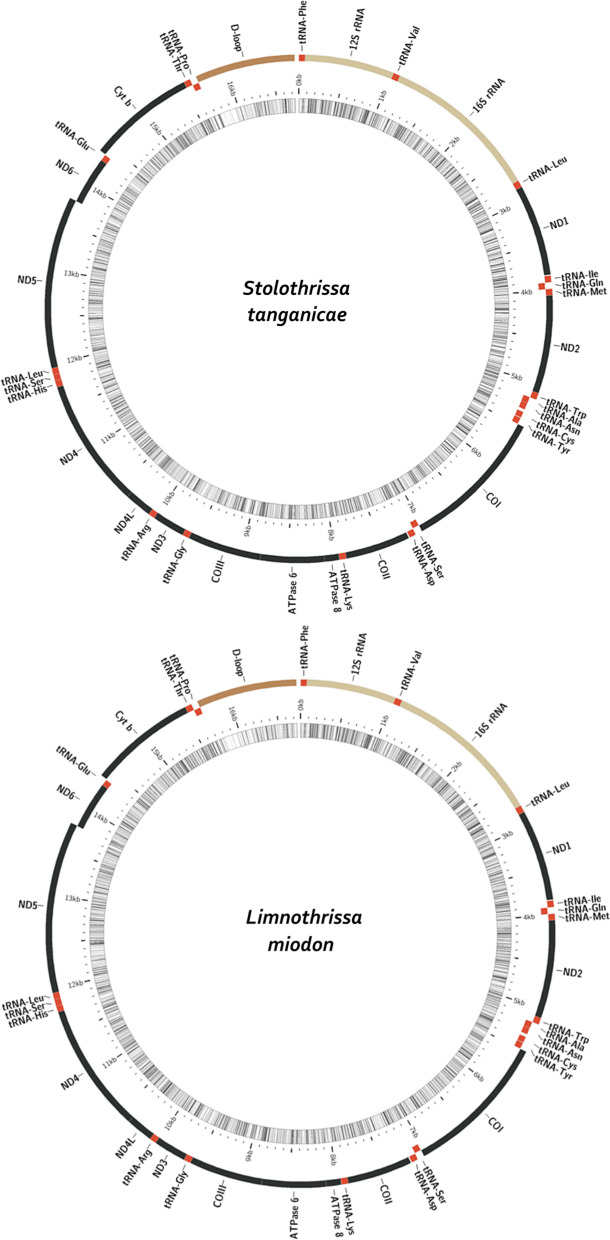 Complete mitochondrial genomes and updated divergence time of the two freshwater clupeids endemic to Lake Tanganyika (Africa) suggest intralacustrine speciation.