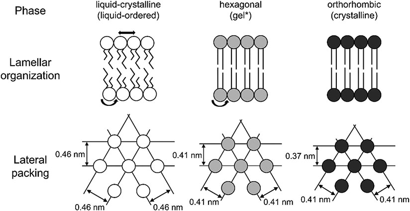 Using molecular simulation to understand the skin barrier