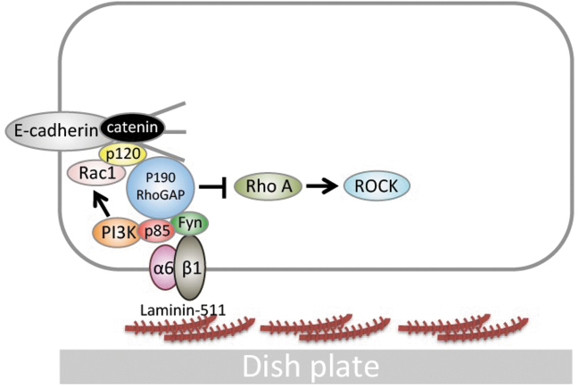 Laminin-511 Activates the Human Induced Pluripotent Stem Cell Survival via α6β1 Integrin-Fyn-RhoA-ROCK Signaling.