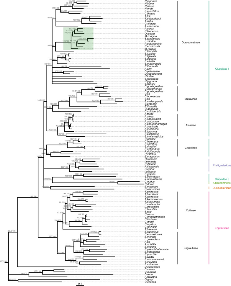 Complete mitochondrial genomes and updated divergence time of the two freshwater clupeids endemic to Lake Tanganyika (Africa) suggest intralacustrine speciation.