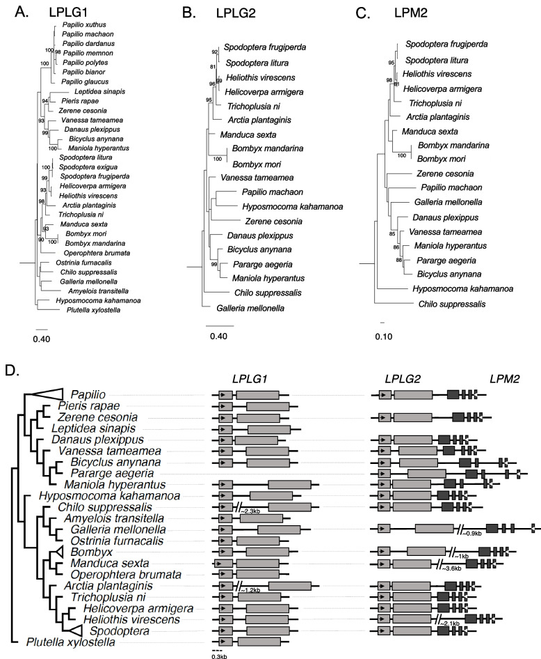 Recurrent co-domestication of PIF/Harbinger transposable element proteins in insects.