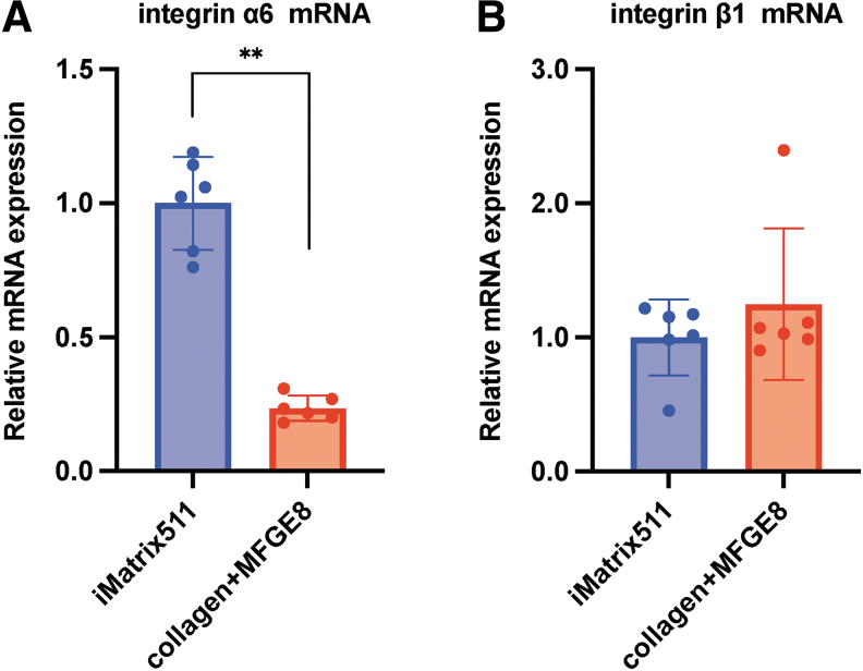 Laminin-511 Activates the Human Induced Pluripotent Stem Cell Survival via α6β1 Integrin-Fyn-RhoA-ROCK Signaling.