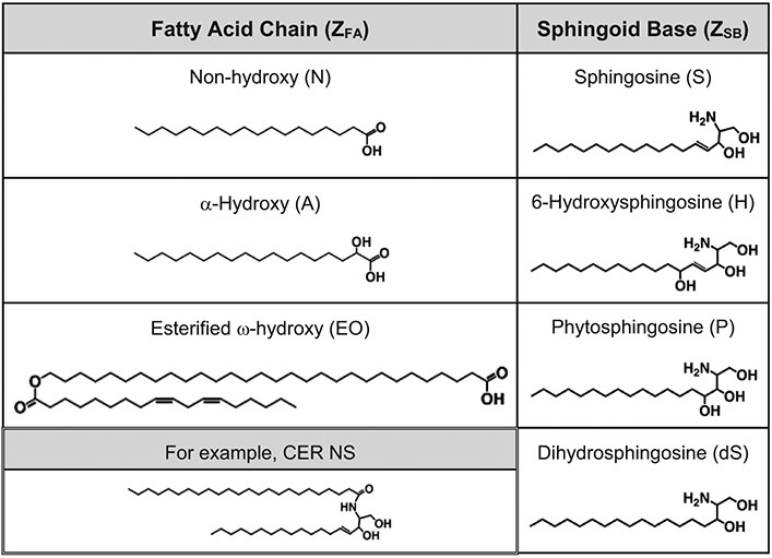 Using molecular simulation to understand the skin barrier