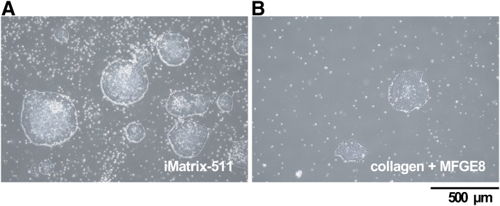 Laminin-511 Activates the Human Induced Pluripotent Stem Cell Survival via α6β1 Integrin-Fyn-RhoA-ROCK Signaling.