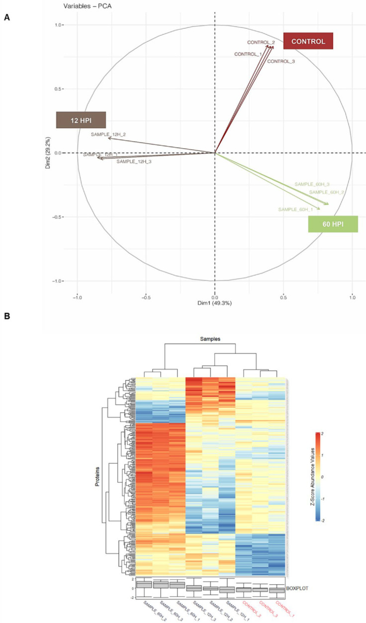 Impact of CHIKV Replication on the Global Proteome of <i>Aedes albopictus</i> Cells.