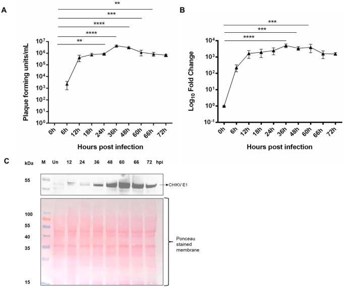 Impact of CHIKV Replication on the Global Proteome of <i>Aedes albopictus</i> Cells.