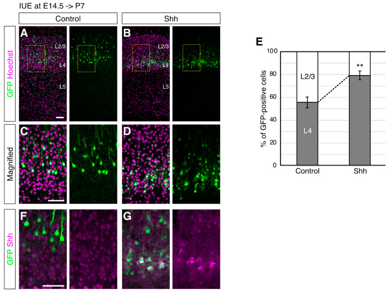 Activation of Sonic Hedgehog Signaling Promotes Differentiation of Cortical Layer 4 Neurons via Regulation of Their Cell Positioning.