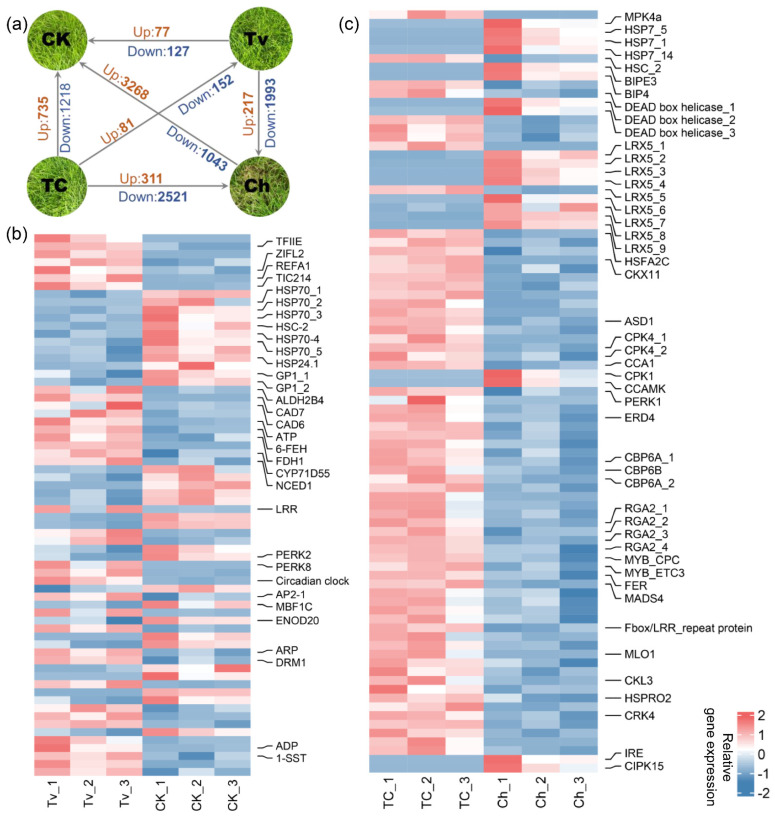 New Insights into the Mechanism of <i>Trichoderma virens</i>-Induced Developmental Effects on <i>Agrostis stolonifera</i> Disease Resistance against Dollar Spot Infection.