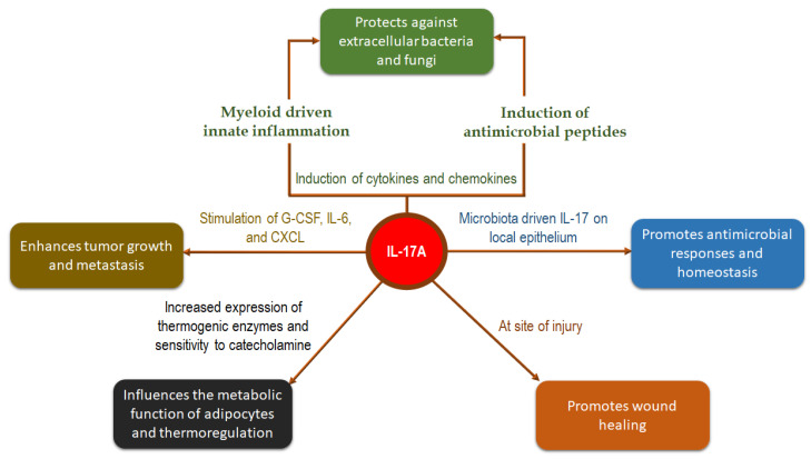 A Review of the Safety of Interleukin-17A Inhibitor Secukinumab.