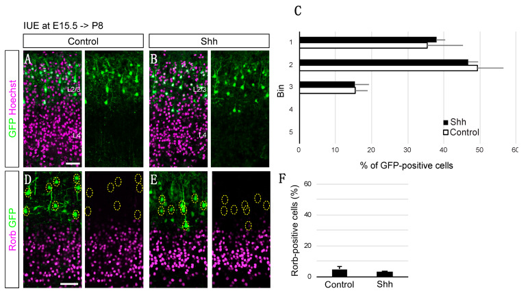 Activation of Sonic Hedgehog Signaling Promotes Differentiation of Cortical Layer 4 Neurons via Regulation of Their Cell Positioning.