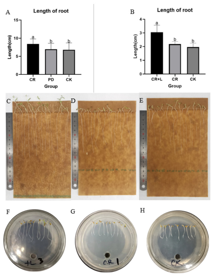 <i>Clonostachys rosea</i> Promotes Root Growth in Tomato by Secreting Auxin Produced through the Tryptamine Pathway.