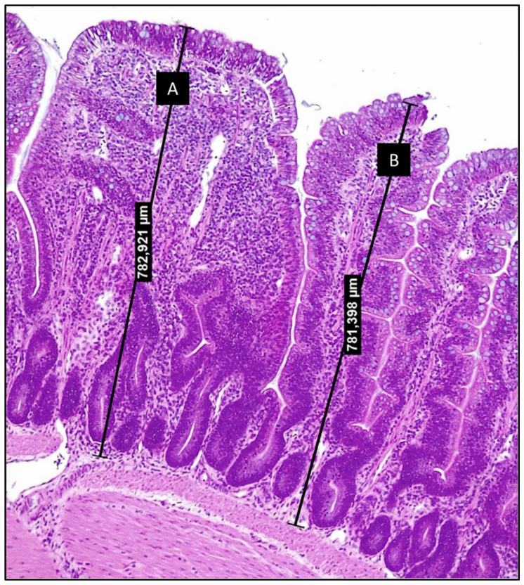 Morphological Assessment and Biomarkers of Low-Grade, Chronic Intestinal Inflammation in Production Animals.