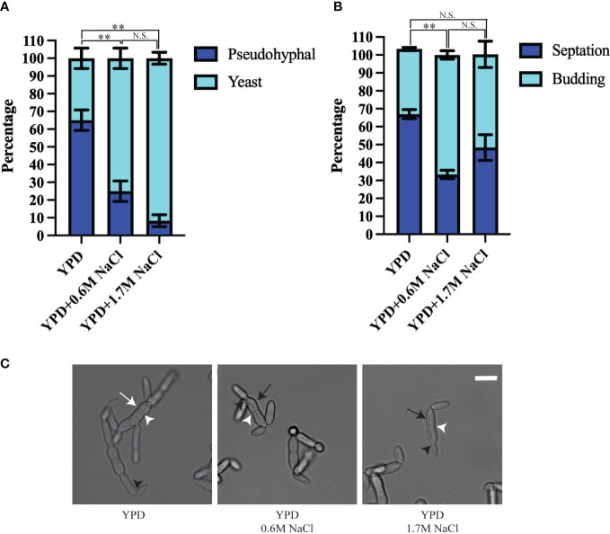 <i>Hortaea werneckii</i> isolates exhibit different pathogenic potential in the invertebrate infection model <i>Galleria mellonella</i>.