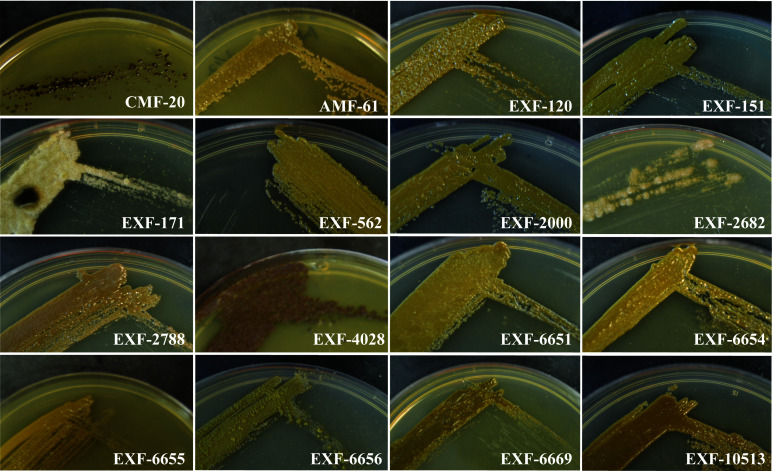 <i>Hortaea werneckii</i> isolates exhibit different pathogenic potential in the invertebrate infection model <i>Galleria mellonella</i>.