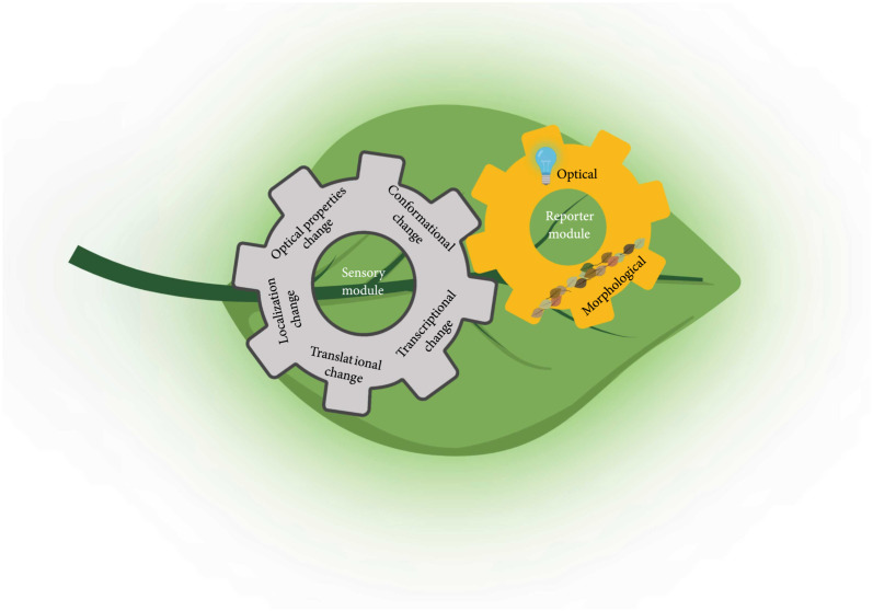 Biological and Molecular Components for Genetically Engineering Biosensors in Plants.