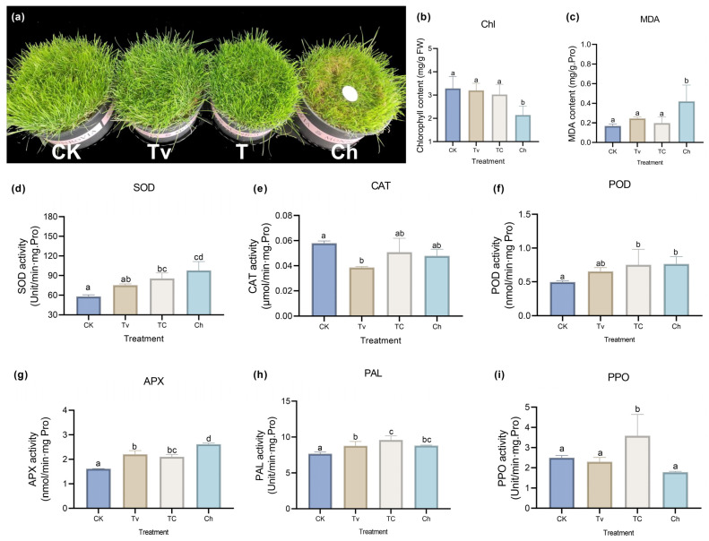 New Insights into the Mechanism of <i>Trichoderma virens</i>-Induced Developmental Effects on <i>Agrostis stolonifera</i> Disease Resistance against Dollar Spot Infection.