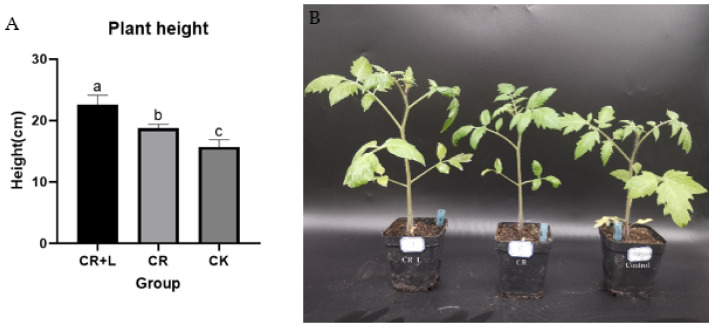 <i>Clonostachys rosea</i> Promotes Root Growth in Tomato by Secreting Auxin Produced through the Tryptamine Pathway.