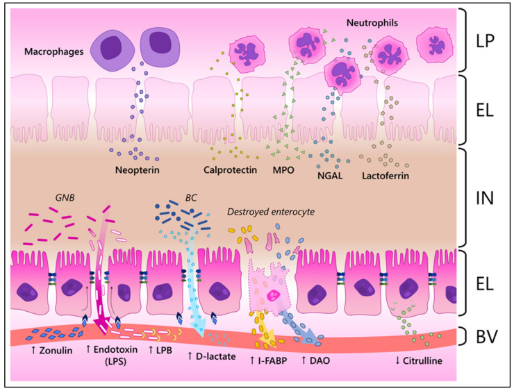 Morphological Assessment and Biomarkers of Low-Grade, Chronic Intestinal Inflammation in Production Animals.