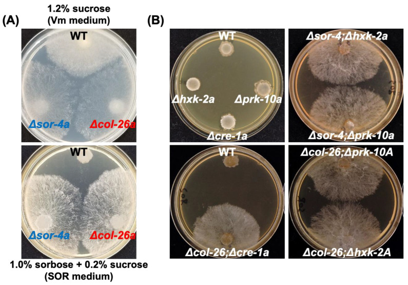 Deletion of the <i>col-26</i> Transcription Factor Gene and a Point Mutation in the <i>exo-1</i> F-Box Protein Gene Confer Sorbose Resistance in <i>Neurospora crassa</i>.