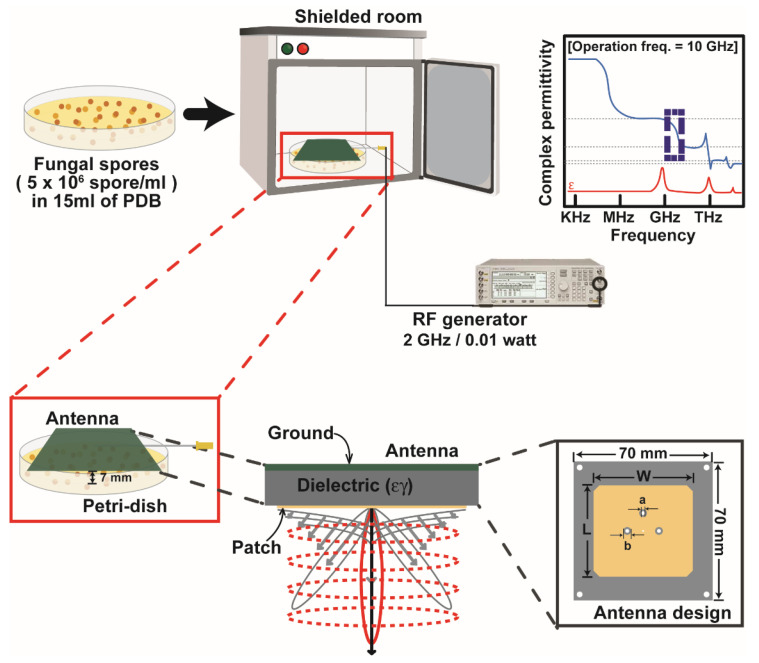 Enhancement of Fungal Enzyme Production by Radio-Frequency Electromagnetic Fields.