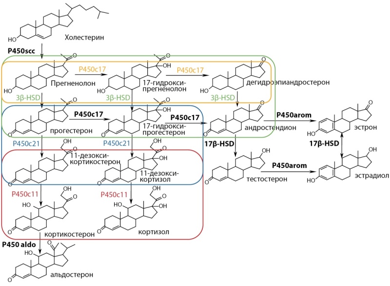 [Steroid profiling characteristics in pediatrc adrenal diseases].