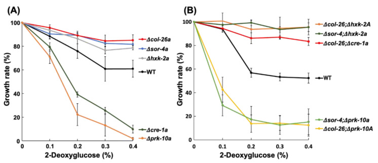 Deletion of the <i>col-26</i> Transcription Factor Gene and a Point Mutation in the <i>exo-1</i> F-Box Protein Gene Confer Sorbose Resistance in <i>Neurospora crassa</i>.