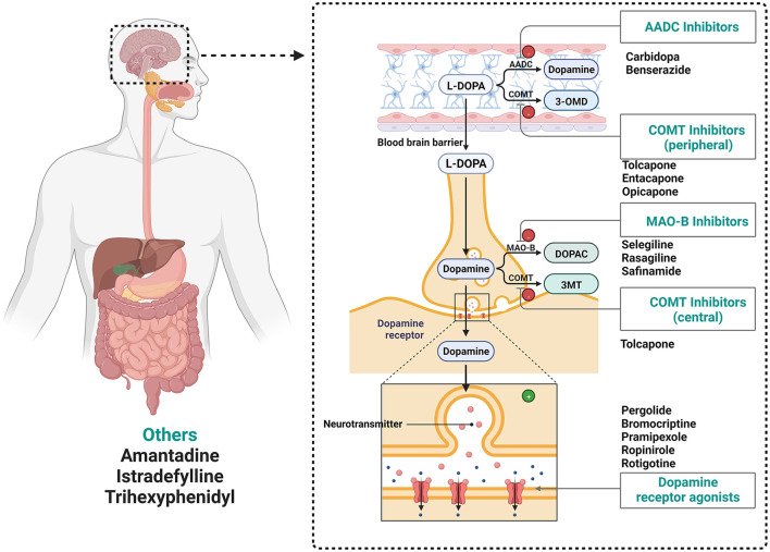 Interactions between gut microbiota and Parkinson's disease: The role of microbiota-derived amino acid metabolism.